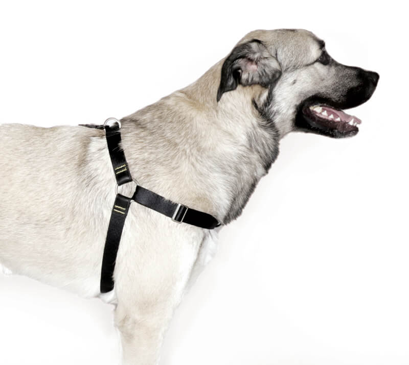The Woof Harness
