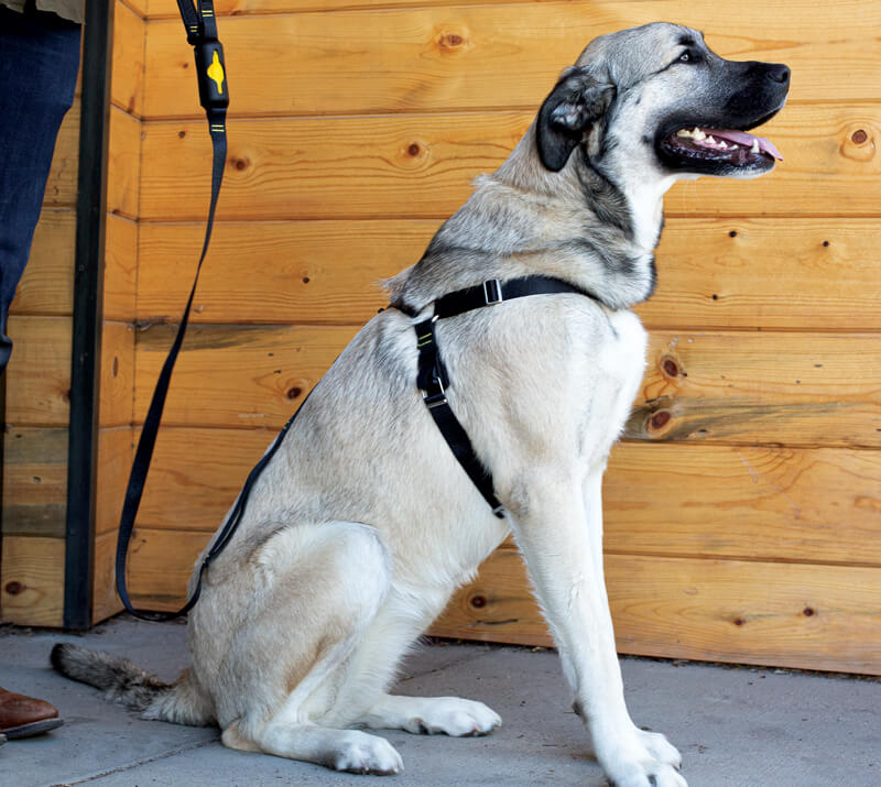 The Woof Harness