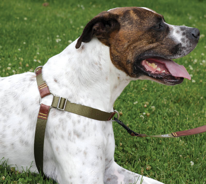 The Woof Harness