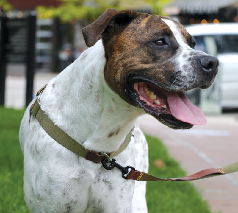 The Woof Harness