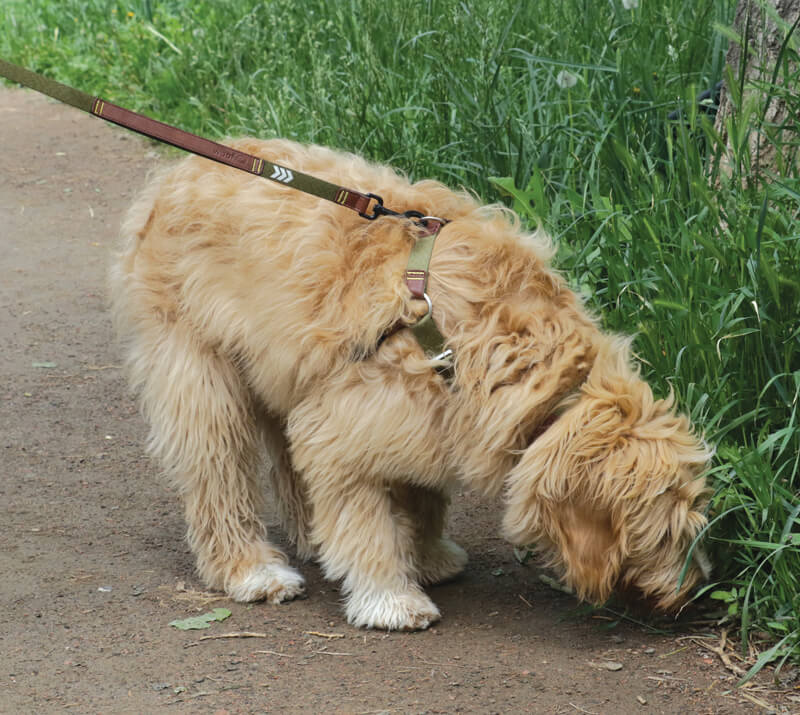 The Woof Harness
