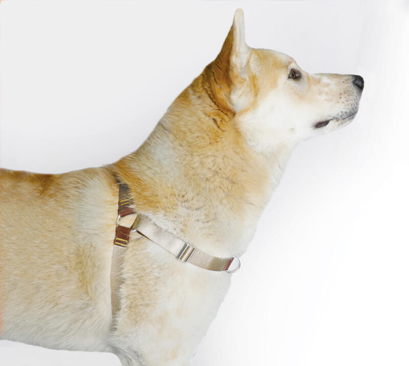 The Woof Harness