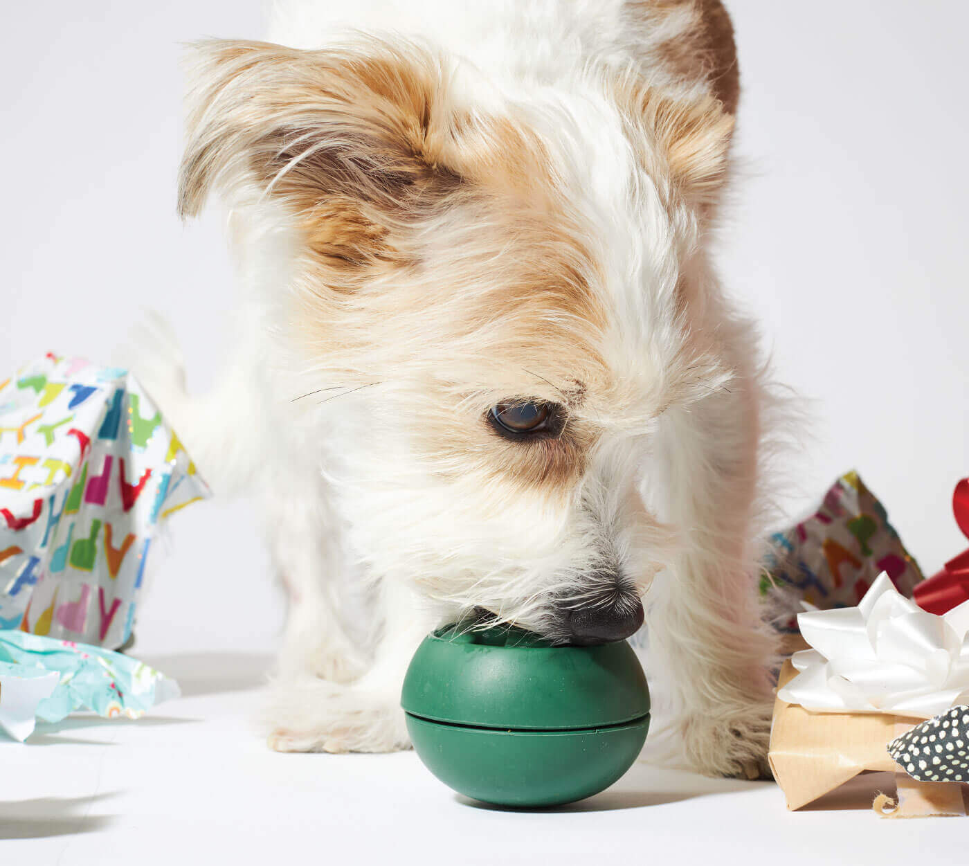 Doggy Broth