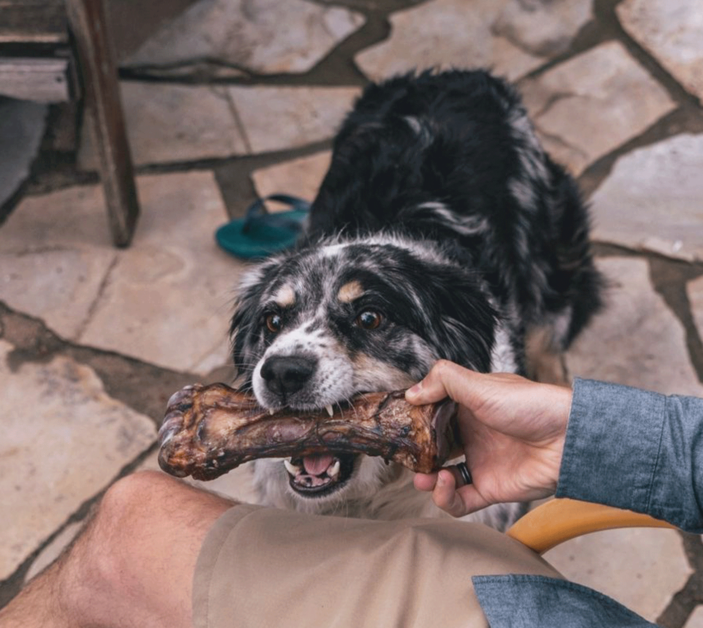 Beef Shin Bone