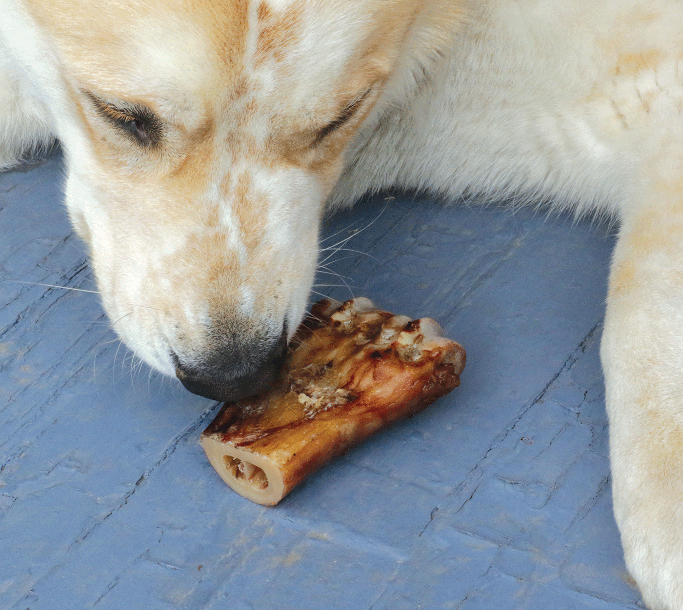 Beef Shin Bone