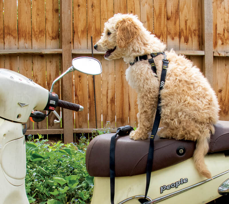 The Woof Harness