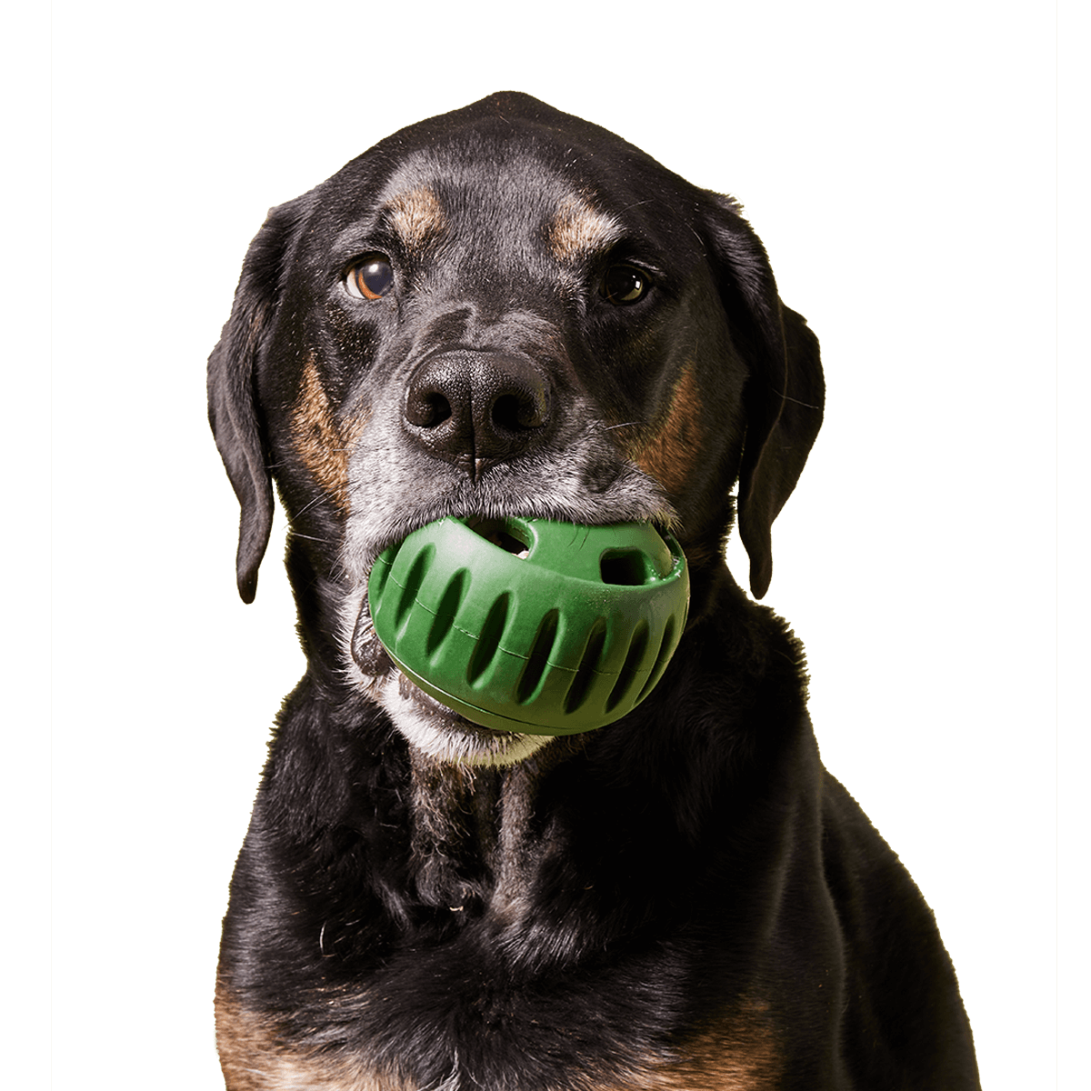 The Pupsicle